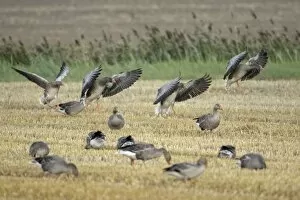 Images Dated 20th August 2009: Greylag Geese - geese feeding on corn stubble - Island of Texel - Holland