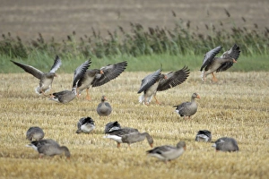 Images Dated 20th August 2009: Greylag Geese - geese feeding on corn stubble - Island of Texel - Holland