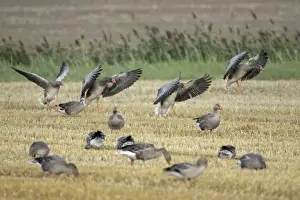 Greylag Geese - geese feeding on corn stubble - Island of Texel - Holland