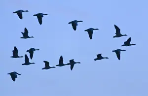 V Formation Prints: Greylag Geese - group in flight with blue sky Norfolk UK