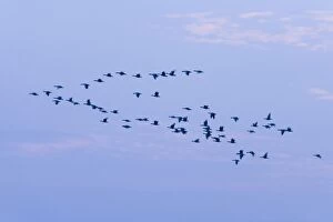Greylag Geese - group in flight at dusk