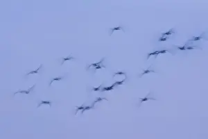 Greylag Geese Group in flight at dusk Norfolk UK