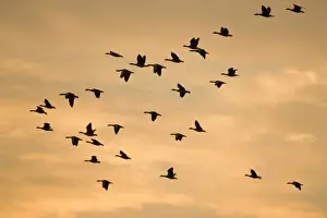 Greylag Geese - group in flight at sunset Norfolk UK