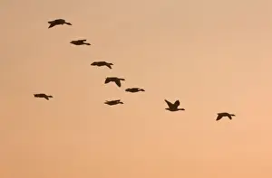 Greylag Geese - Group in flight at sunset Norfolk UK