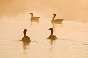 Images Dated 24th April 2011: Greylag Geese - in mist at sunrise