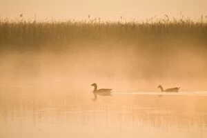 Images Dated 1st May 2009: Greylag Geese - in misty dawn