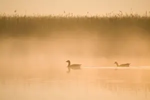 Greylag Geese - in misty dawn - Hickling Broad - Norfolk - England