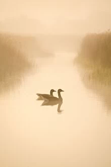 Images Dated 29th April 2009: Greylag Geese - pair in early morning mist