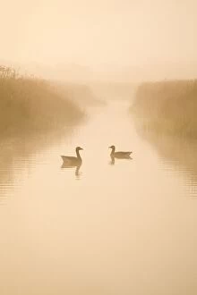 Greylag Geese - pair in early morning mist