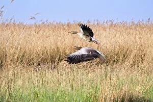 Images Dated 23rd April 2011: Greylag Geese - pair in flight over reedbeds