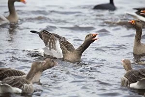 Greylag Geese - squabbling in winter
