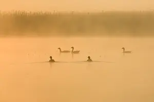 Greylag Geese - At sunrise on misty water Hickling Broad Norfolk UK