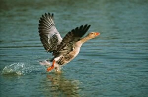 Greylag GEESE - takes off from water