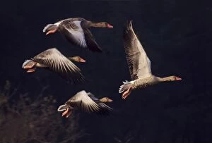 Images Dated 1st April 2005: Greylag Geese - Taking first flight in the morning Keoladeo National Park, India