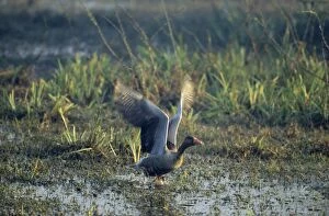 Images Dated 10th November 2005: Greylag Geese - taking-off, Keoladeo National Park, Bharatpur, India