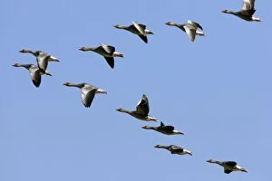 Greylag Geese - In V formation