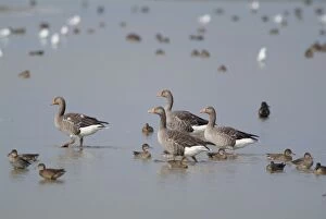 Greylag Geese - wading