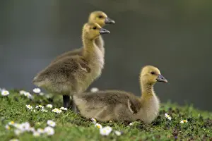 Gosling Prints: Greylag Goose - 3 goslings resting on meadow, Hessen, Germany