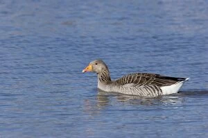 Images Dated 28th February 2006: Greylag Goose