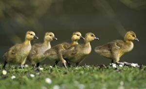 Greylag Goose - 5 goslings walking across meadow