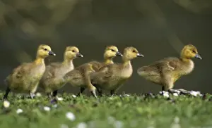 Gosling Prints: Greylag Goose - 5 goslings walking across meadow, Hessen, Germany