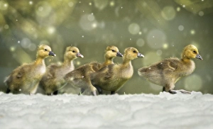 Greylag Goose - 5 goslings walking across meadow in snow Greylag Goose - 5 goslings walking across meadow in snow