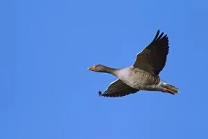 Images Dated 31st December 2013: Greylag Goose adult in flight