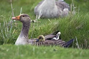 Anser Anser Gallery: Greylag Goose - adult sheltering gosling from