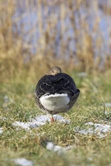 Images Dated 31st January 2006: Greylag Goose - backview balancing on one leg. France