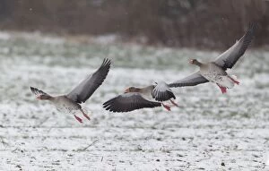 Greylag Goose - three birds about to land on snowy