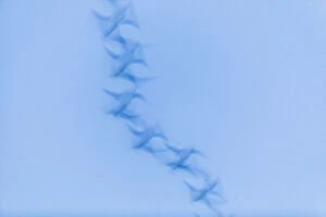 Greylag goose - blurred impression of birds flying at dusk, Island of Texel, The Netherlands Date: 11-Feb-19
