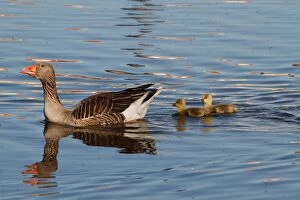Greylag Goose - with chicks