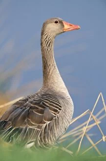 Greylag GOOSE - close-up of adult s head and shoulders