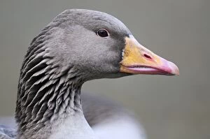 Greylag Goose - close-up of head