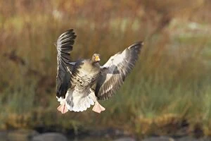Greylag Goose - coming in to land