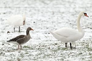 Greylag Goose - feeding on snow covered field with