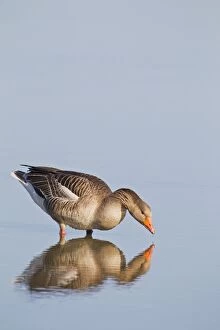 Images Dated 9th April 2011: Greylag Goose - feeding in water