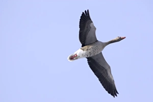 Images Dated 31st January 2006: Greylag Goose - in fight. France