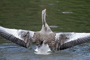 Greylag Goose - flapping wings on lake