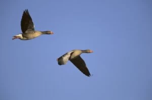 Greylag Goose - in flight