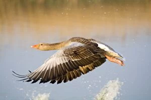 Images Dated 1st May 2009: Greylag Goose - in flight