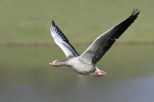 Images Dated 25th March 2010: Greylag Goose - in flight