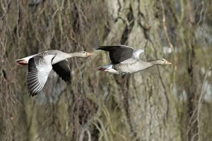 Images Dated 6th April 2010: Greylag Goose - two in flight