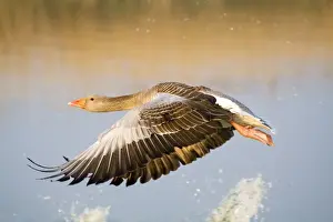 Bird Prints: Greylag Goose - in flight - Hickling Broad - Norfolk - England