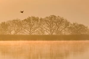 Greylag Goose - in flight over Hickling Broad at sunrise