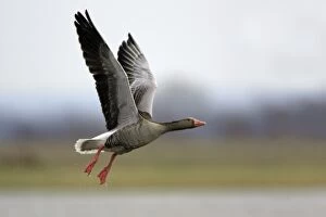 Greylag Goose - in flight over marshland