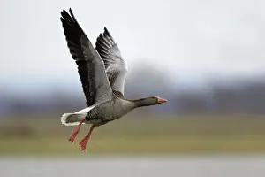 Greylag Goose- in flight over marshland, Neusiedler See NP, Austria
