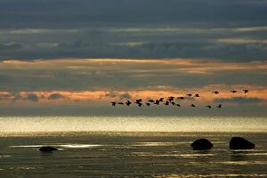 Greylag Goose - in flight - migration