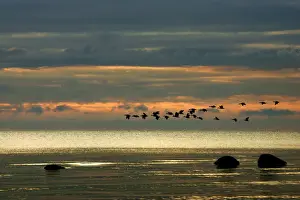 Greylag Goose - in flight - migration. Husum - North Germany