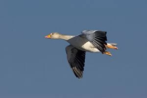 Images Dated 28th February 2006: Greylag Goose - in flight - Saintes Marie de la Mer - Camargue - France